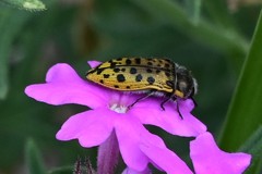 Acmaeodera princeps