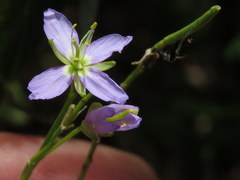 Heliophila linearis linearifolia