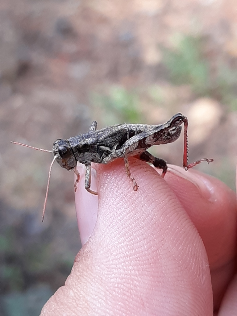 Melanoplus elkhornense