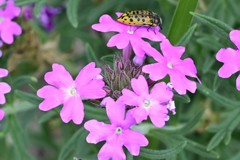 Acmaeodera princeps