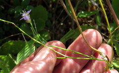 Heliophila linearis linearifolia