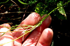 Heliophila linearis linearifolia