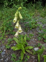 Digitalis grandiflora