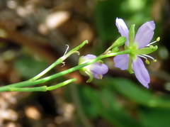 Heliophila linearis linearifolia