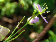 Heliophila linearis linearifolia