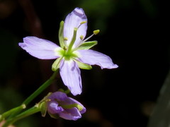 Heliophila linearis linearifolia