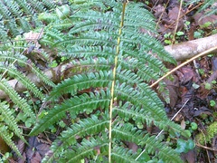 Dryopteris affinis