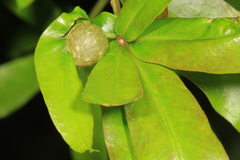 Dryocosmus quercuslaurifoliae
