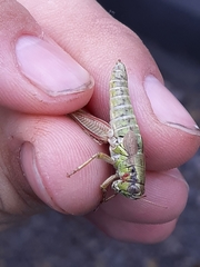 Melanoplus digitifer