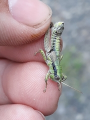 Melanoplus digitifer