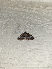 Perizoma alchemillata