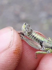 Melanoplus digitifer