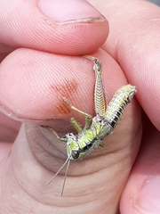 Melanoplus digitifer