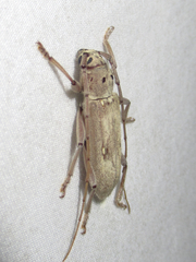 Eburia mutica