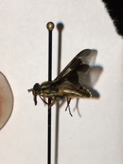 Chrysops striatus