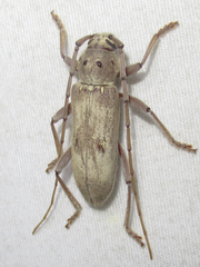 Eburia mutica