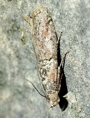 Merulempista cingillella