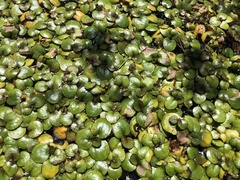 Limnobium laevigatum