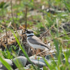 Charadrius dubius