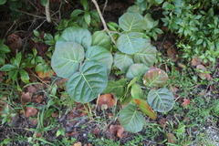 Coccoloba uvifera