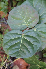 Coccoloba uvifera