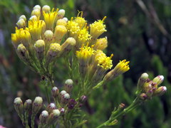 Senecio foeniculoides