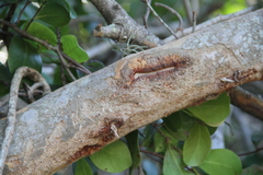 Coccoloba uvifera