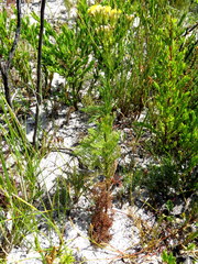Senecio foeniculoides