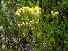 Senecio foeniculoides