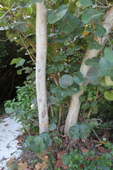 Coccoloba uvifera