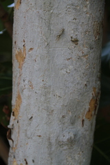Coccoloba uvifera