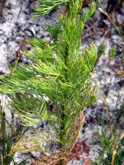 Senecio foeniculoides