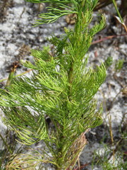 Senecio foeniculoides
