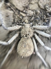 Sicarius thomisoides