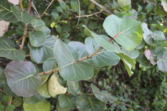 Coccoloba uvifera