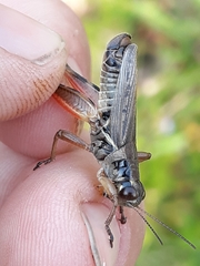 Melanoplus uinta