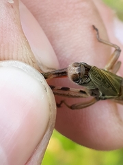 Melanoplus uinta