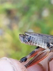 Melanoplus uinta