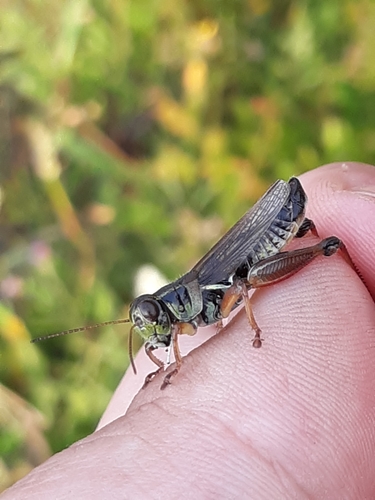 Migratory Grasshopper