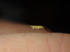 Euceraphis gillettei