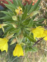 Oenothera oakesiana
