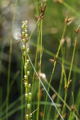 Triglochin palustris