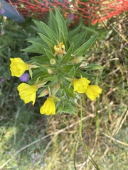 Oenothera oakesiana