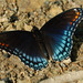 Red-spotted Purple - Photo (c) myiarchus22, some rights reserved (CC BY-NC)