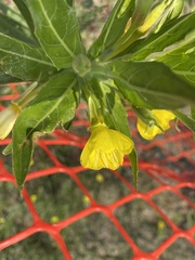 Oenothera oakesiana