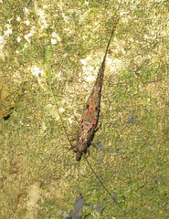 Nesomachilis