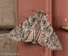 Andropolia aedon