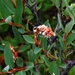 Salix myrtilloides - Photo (c) anonymous, algunos derechos reservados (CC BY-SA)