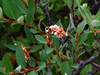 Salix myrtilloides - Photo (c) anonymous, algunos derechos reservados (CC BY-SA)