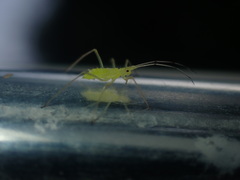 Euceraphis gillettei